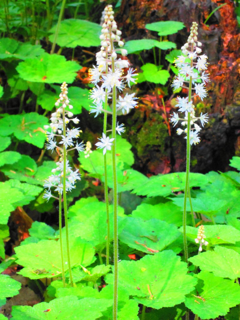 A cluster of tall white enchanter's nightshade blooms in the forest.