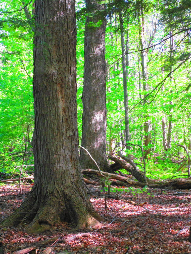 Two large maple trees rise like pillars from the forest floor.