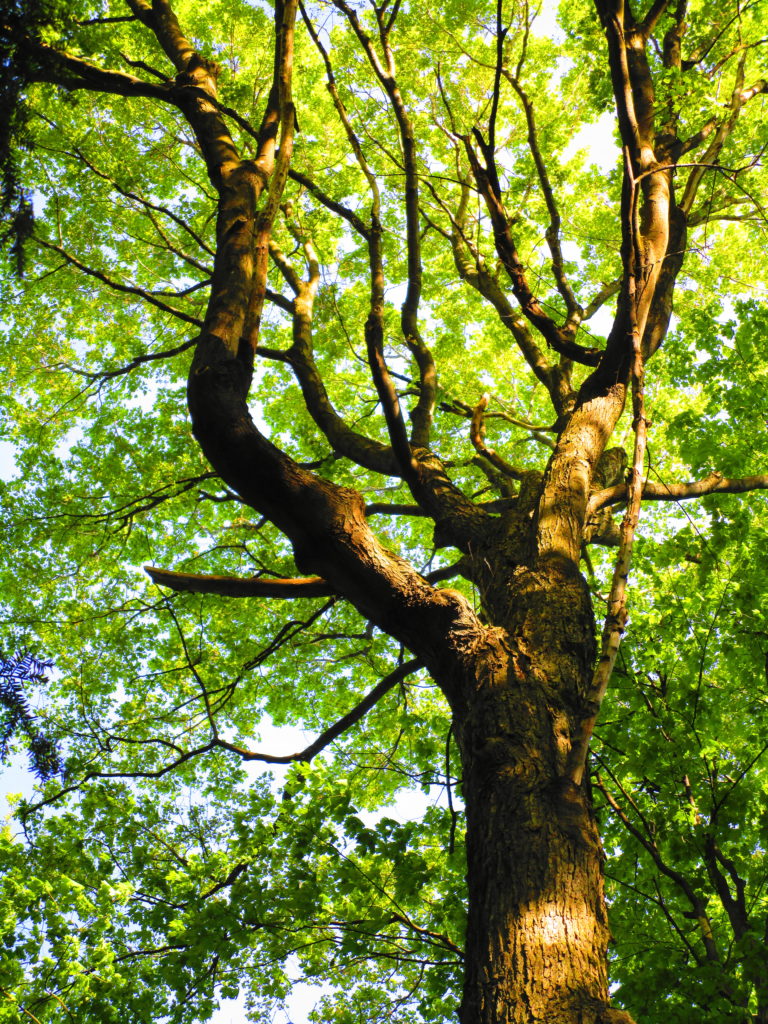 Sunlight catches the spreading canopy of a mature, forest maple tree.
