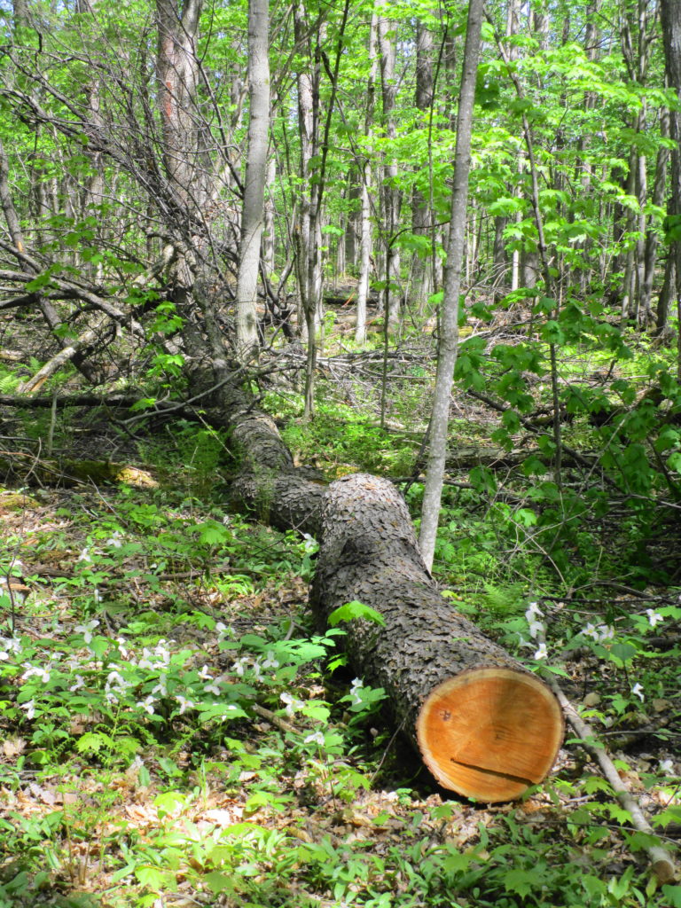 A mature black cherry tree lies on the forest floor where it has been cut down and partially hauled away.
