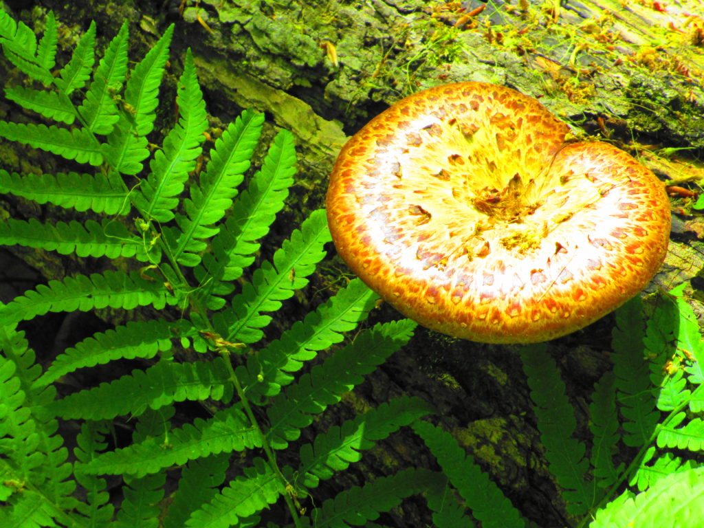 A mushroom grows out of rotting log, beside a fern, on the forest floor.