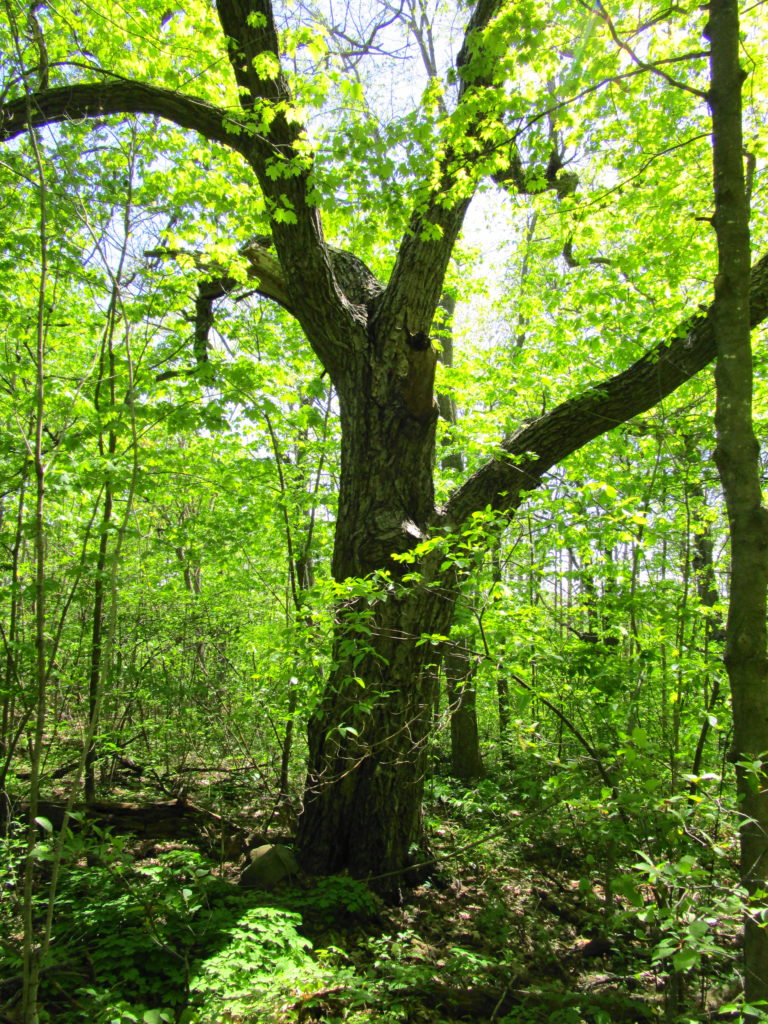 A spreading maple, typical of old pastures, dominates a stand of younger, second-growth trees.