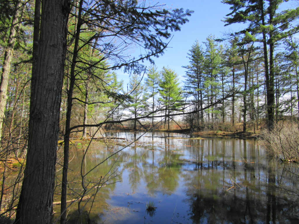 A peaceful, sunlit pond lies surrounded by pine trees on the KNL property.