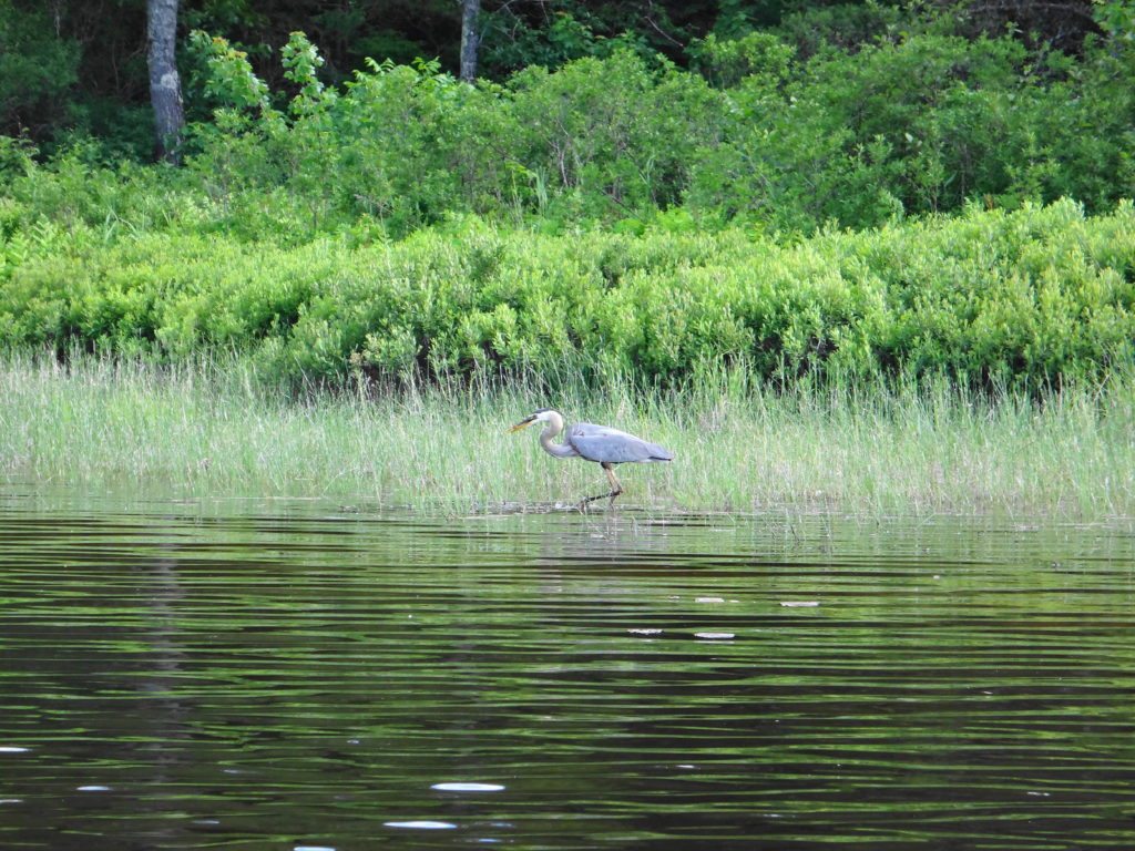 A great blue heron stalks along the shoreline at Lac a la Tortue.