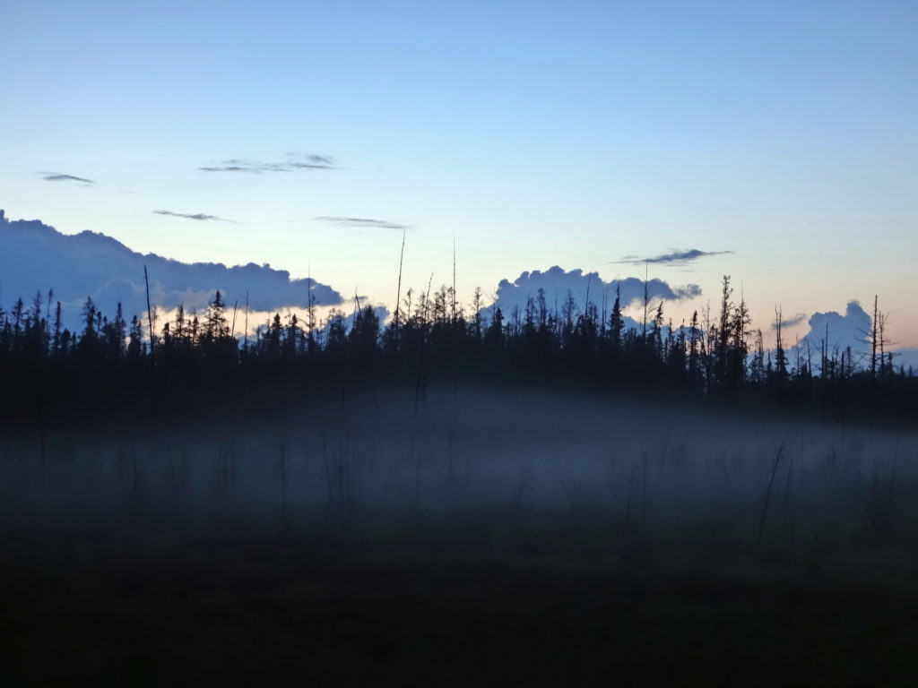 A low, evening mist blankets a spruce swamp.