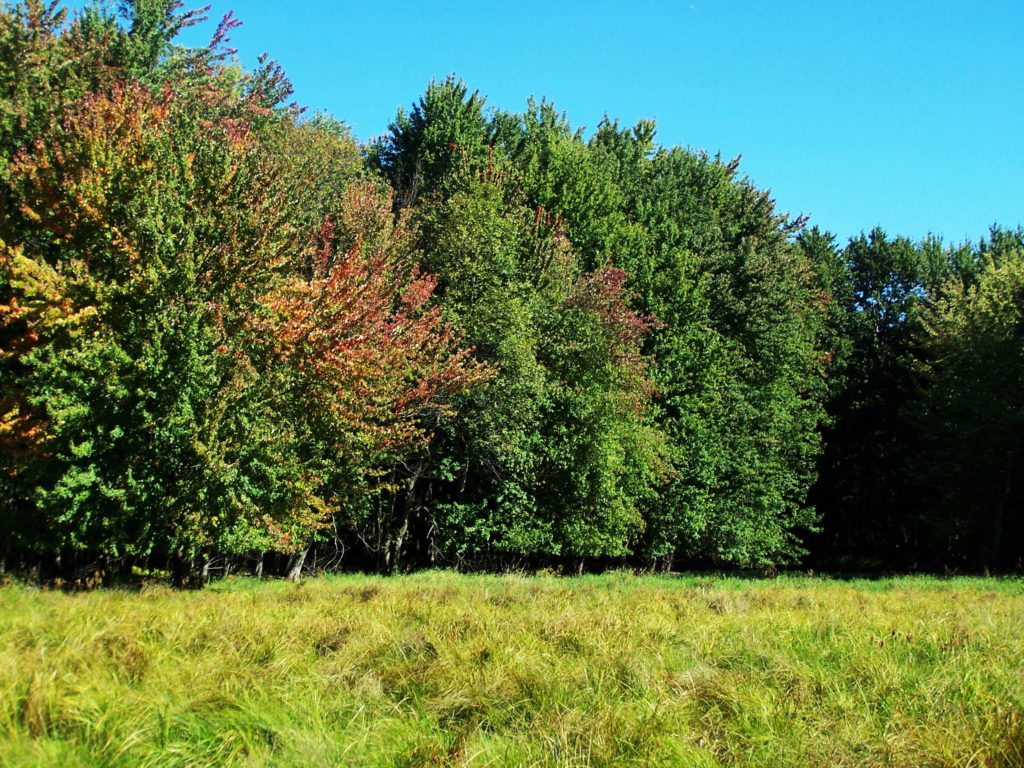 The autumn sun shines on an open marsh meadow and maple swamp.