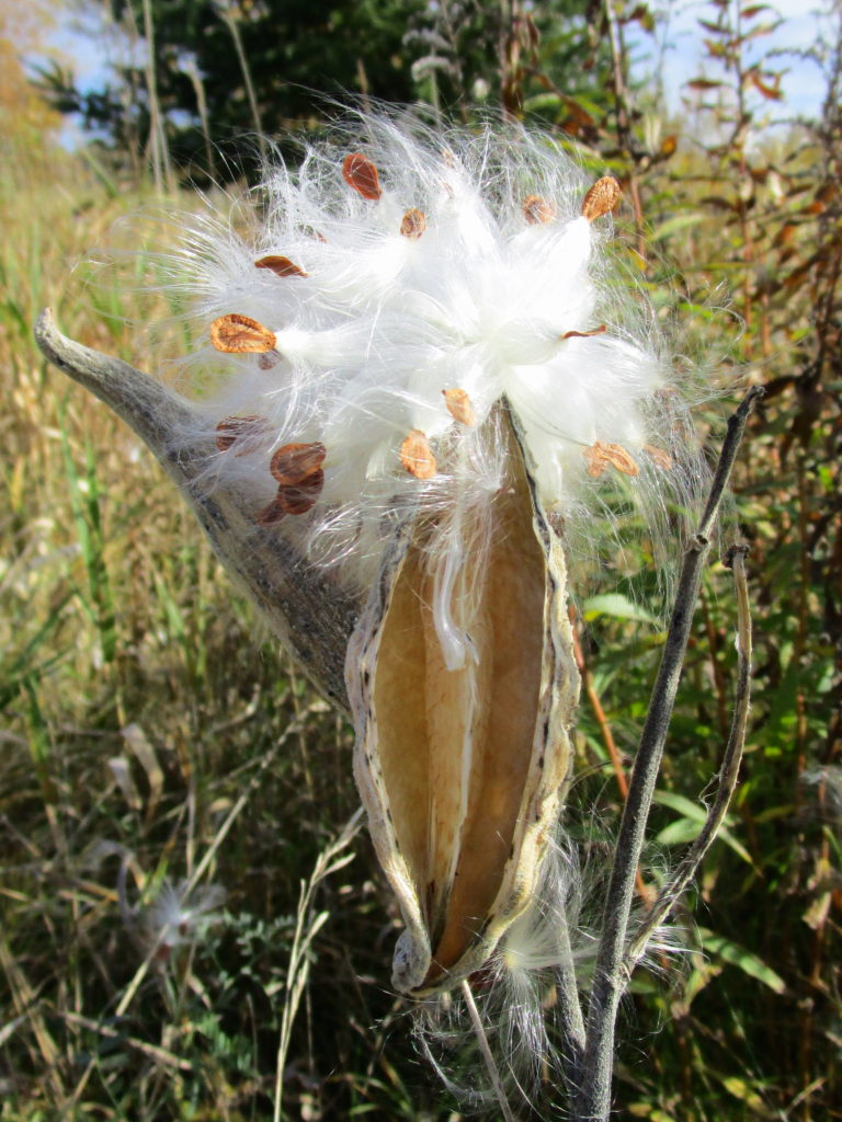 A cluster of milkweek seeds clings to an open seed pod.