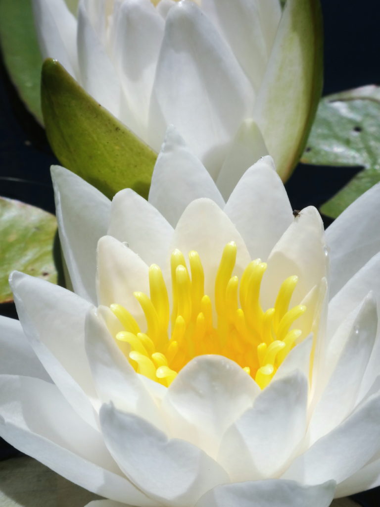 A close-up photograph of a white water lily.