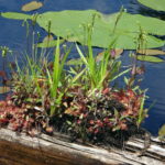 A patch of flowering sundews grows on floating log.