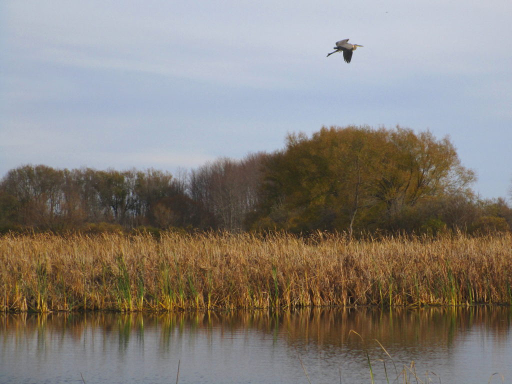 A great blue heron flies over a marsh.