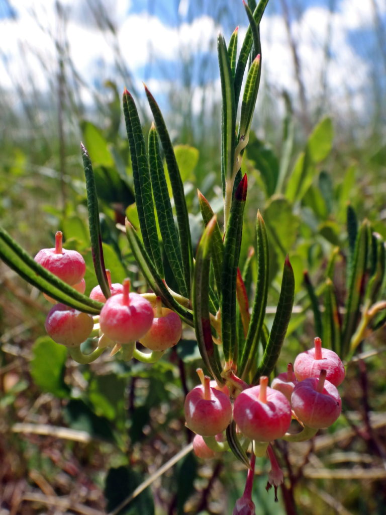 A close-up photograph of bog rosemary in the Phragmites Fen, Marlborough Forest.