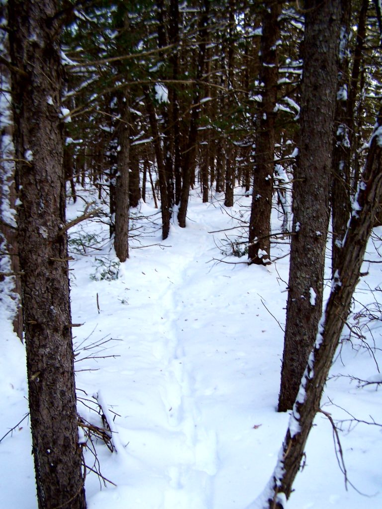 A line of deer tracks runs back into a stand of small conifers.