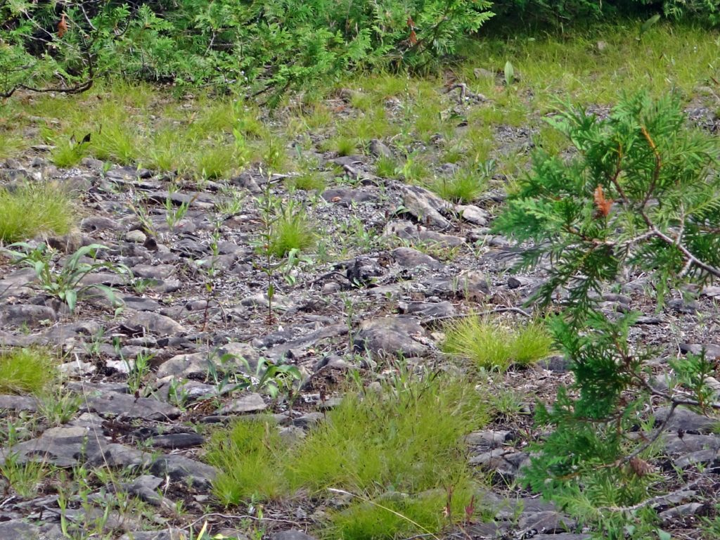 A common nighthawk hides in plain sight in a rocky clearing in the Marlborough Forest.