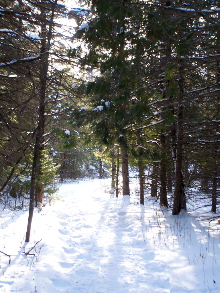 Sunlight lluminates a pathway through conifers along the Cedar Grove Trail.