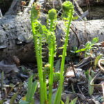 Young ostrich ferns unfurl amidst tender leaves of trout lilies.