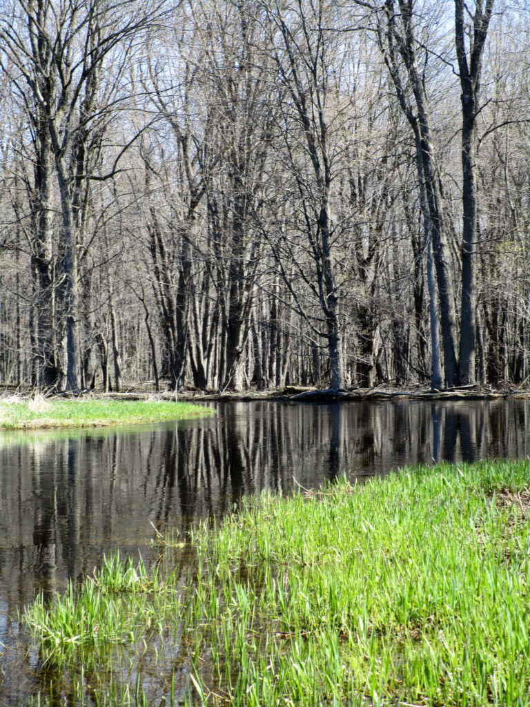 The Jock River meanders between marsh meadow in the Richmond Fen Swamp.