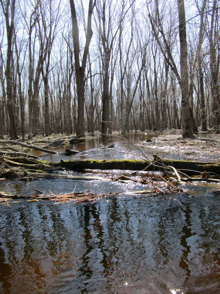 Floodwaters flow from the channel of the Jock River into a flooded swamp.