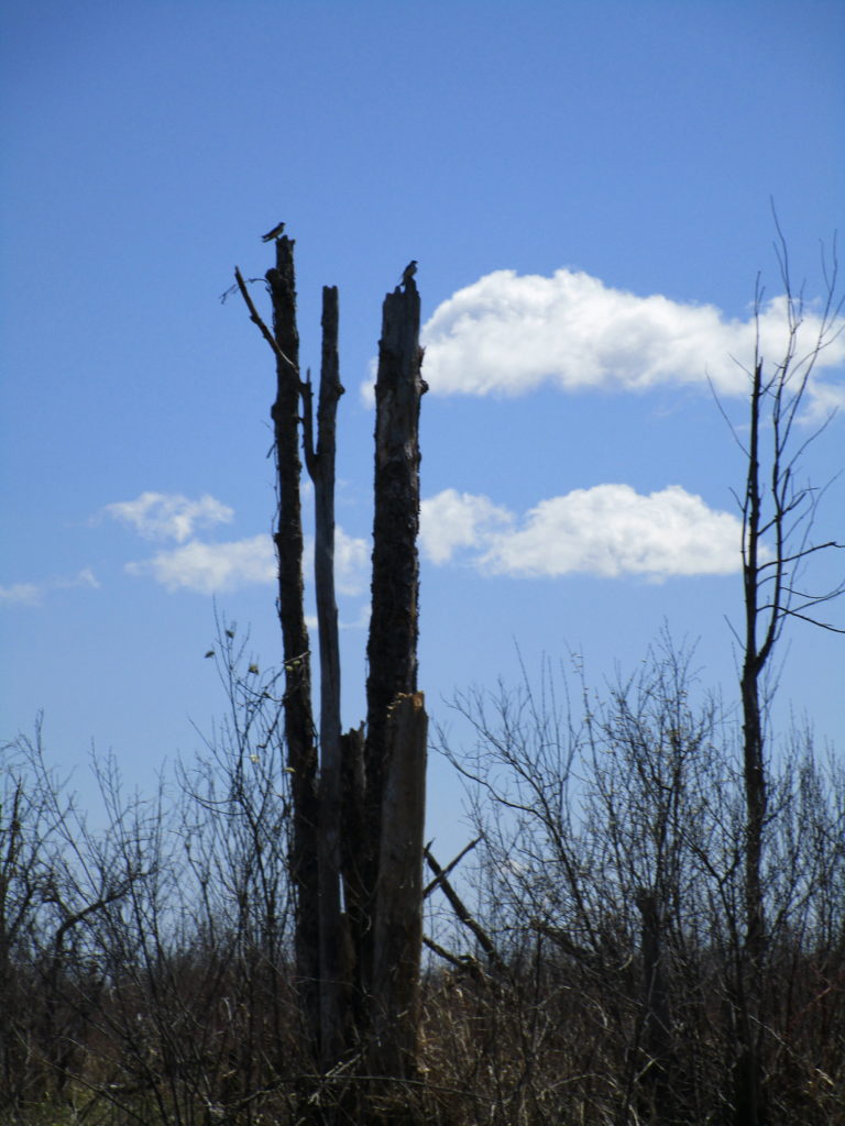 Tree swallows perch on an isolated snag in the Richmond Fen.