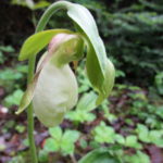 A pink ladyslipper hangs its head beside the Peck Lake Trail, Algonquin Park.
