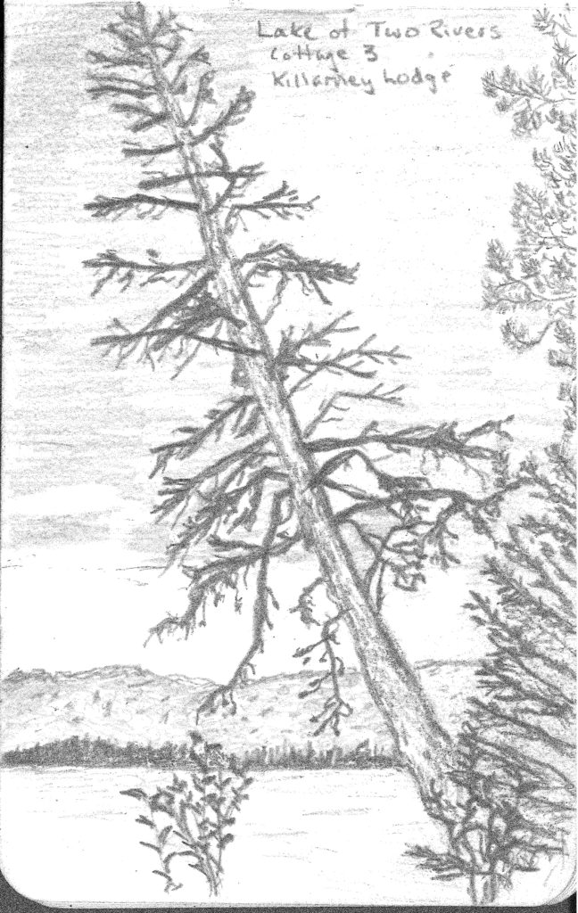 A pencil sketch of a dead cedar tree leaning over the Lake of Two Rivers, with the far shore in the background.
