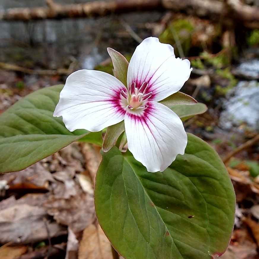 A painted trillium on the forest floor.