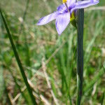 A close-up photograph of the purple flower of blue-eyed grass.