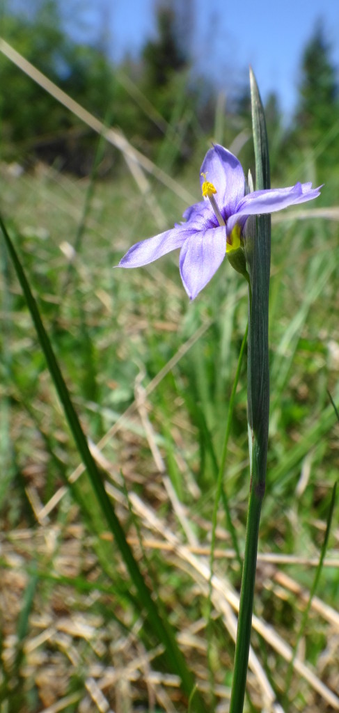 A close-up photograph of the purple flower of blue-eyed grass.