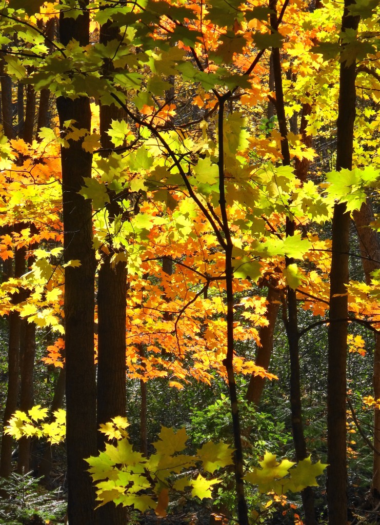 Maple leaves glow red and gold in a sunbeam through the forest canopy.