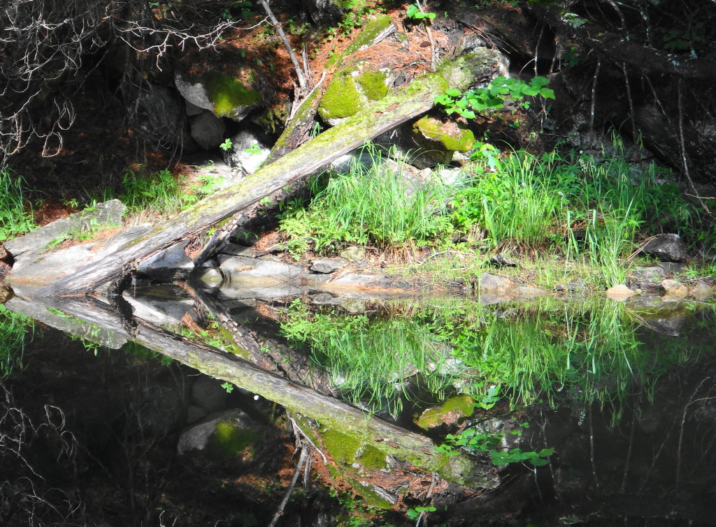 A patch of sunlit shoreline reflects in the still dark water of a creek.