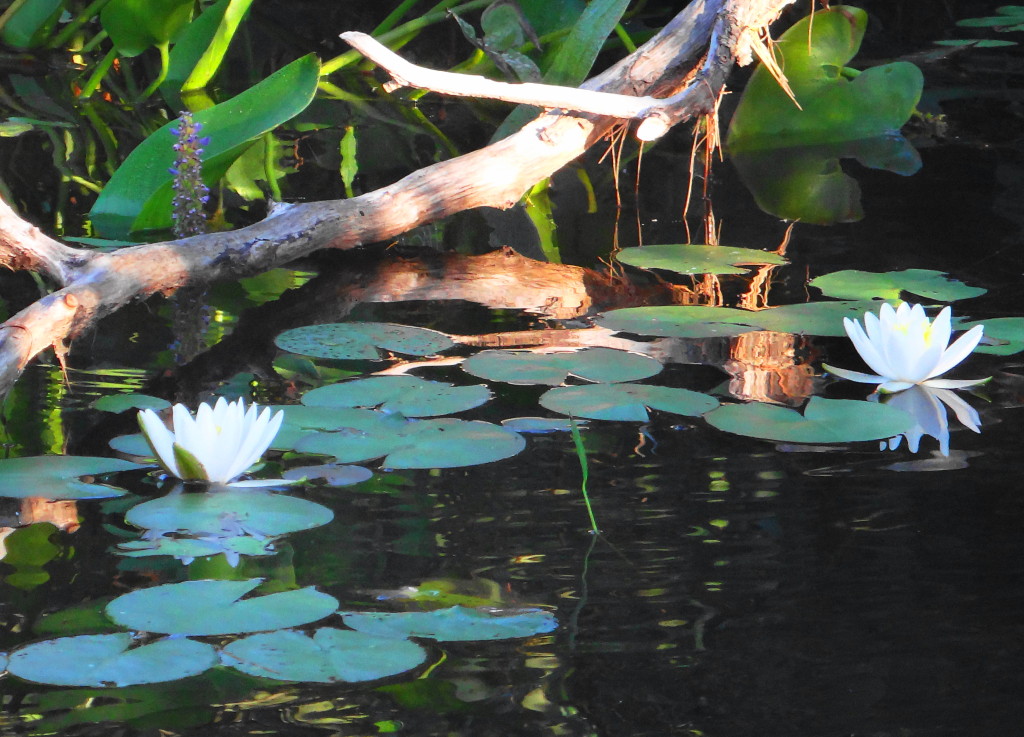 White Pond Lilies float in still water near the shore.