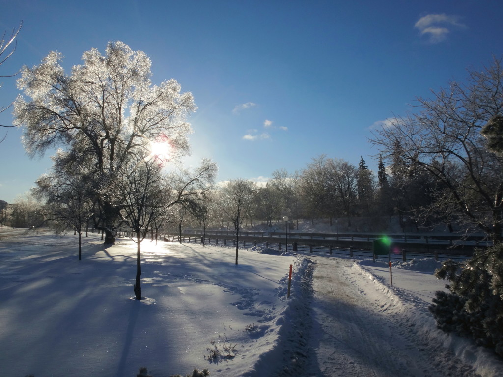 Ice covered trees glitter in the sunlight on a cold winter morning