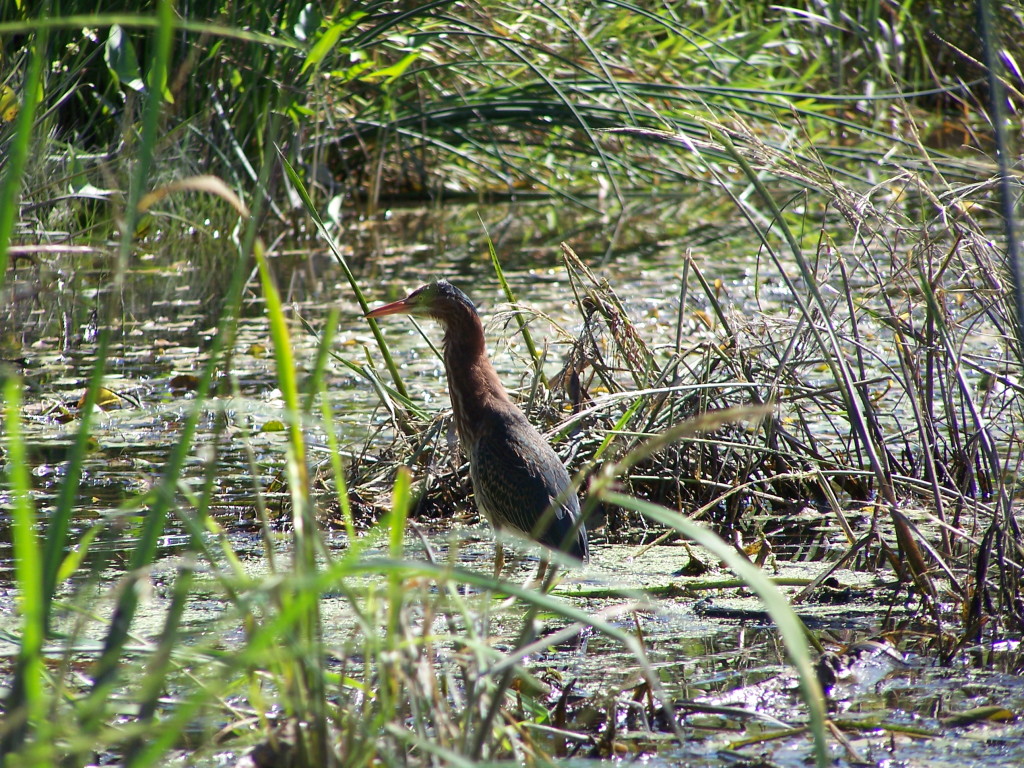 A green heron hunts in the reeds along the Carp River