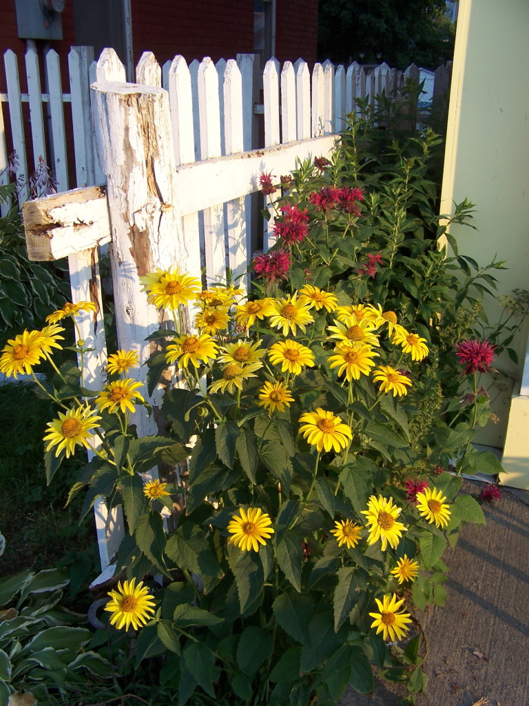 Cobden flowers