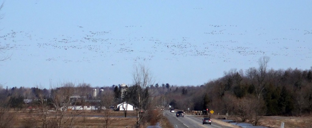 Flock of Geese