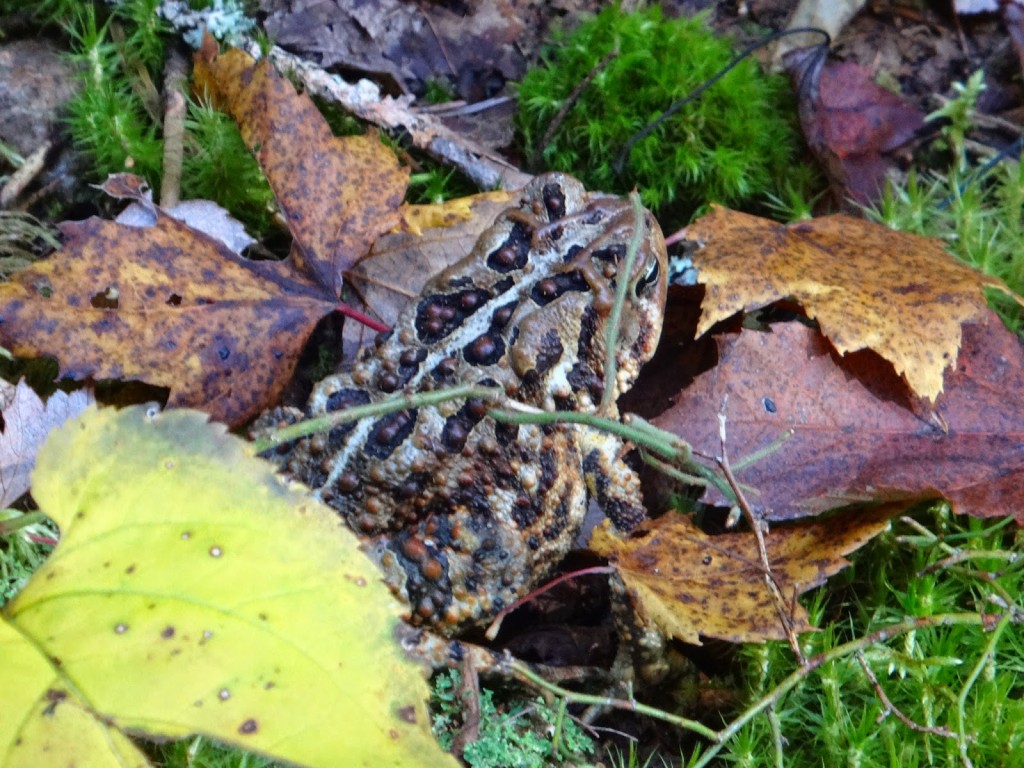 A warty American toad lies amidst the moss and leaves in Algonquin Park
