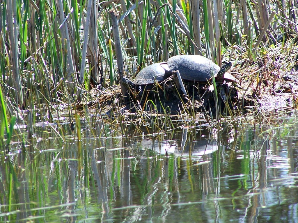 A pair of painted turtles bask on the shoreline of the river.