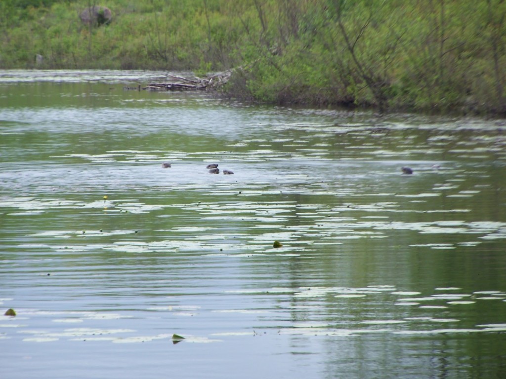A family of otters looks back curiously from a beaver pond in the Kaladar Rock Barrens