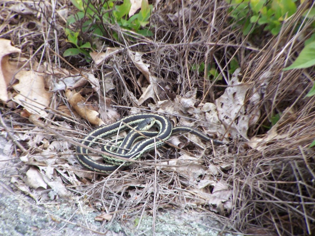 A garter snake curls up in dry leaves and grass in the Kaladar Rock Barrens