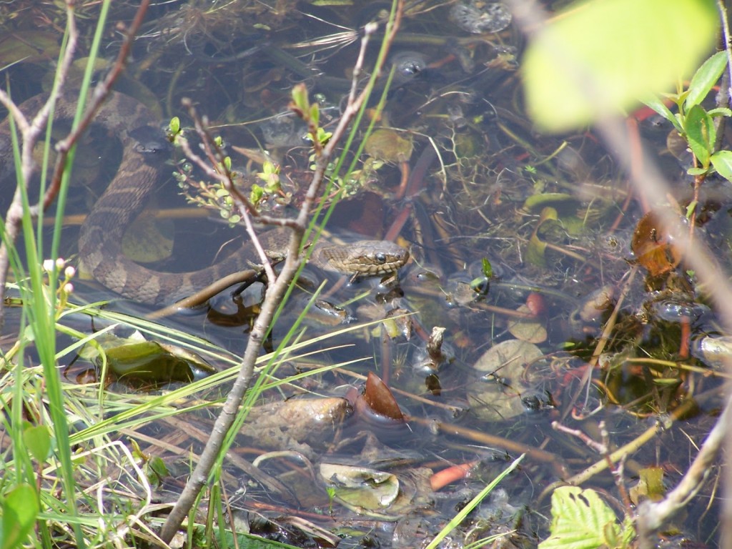 A northern water snake slithers in the shallows in the Kaladar Rock Barrens