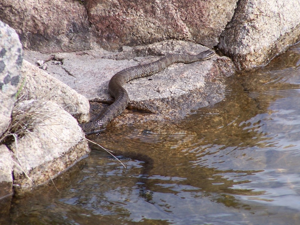 A large, mottled brown northern water snake slithers from the water across a rocky shoreline somewhere in the Madawaska Highlands