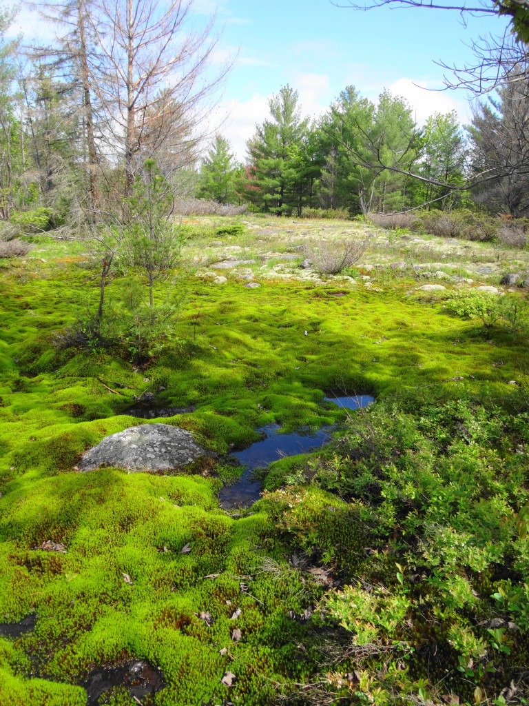 Moss and Lichen Carpet