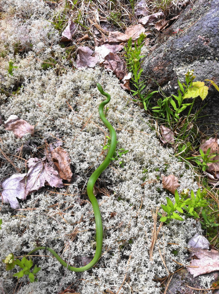 A smooth green snake slithers across a bed of grey lichen in the Carp Hills