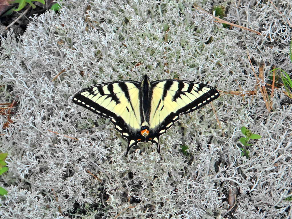 A black and yellow swallowtail butterfly rests on grey lichen in the Carp Hills