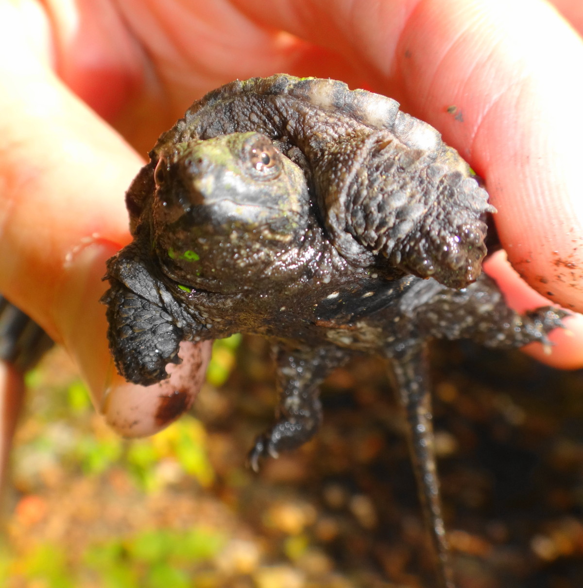 A hand holding a baby snapping turtle