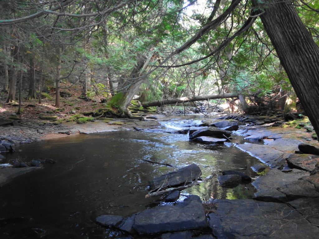 A shallow stream runs under leaning cedars trees in a stony channel.