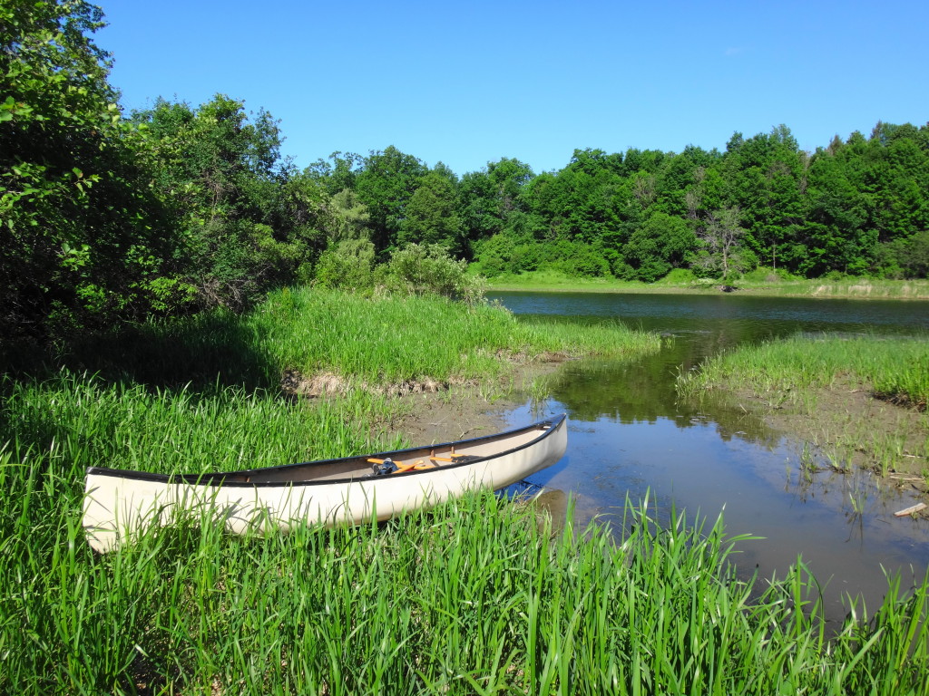 A white canoe lies on the shoreline of a small creek where it empties into the MIssissippi River.  The shoreline is covered in dense grass, with trees in the background.