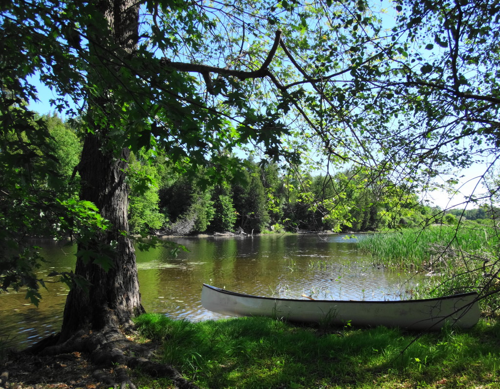 A white canoe rests on the shoreline under the shade of a large silver maple tree.