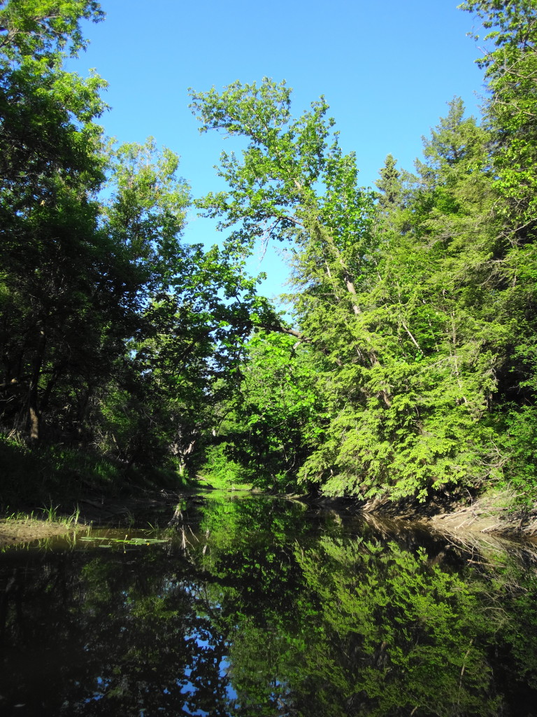 The dark waters of Cody Creek flow under overhanging trees, with the blue sky behind.