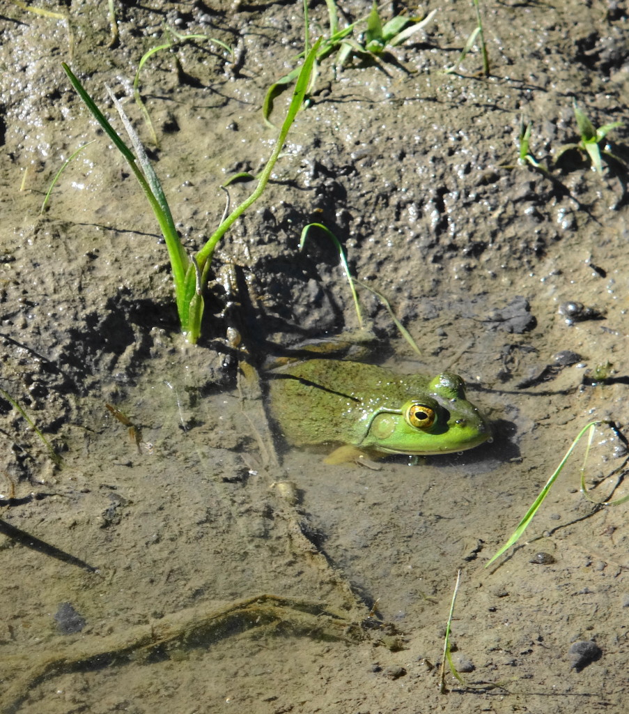 A bullfrog hunkers down in a mudhole, with just his mouth and eyes protruding from the grey, silty water.
