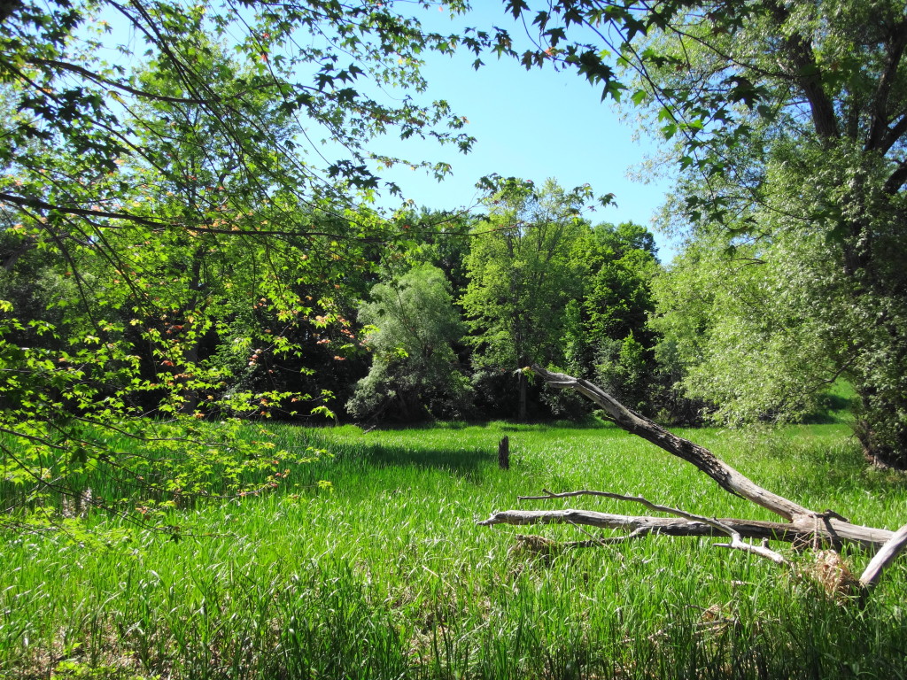 A marsh lies in the floodplain of the Mississippi River.